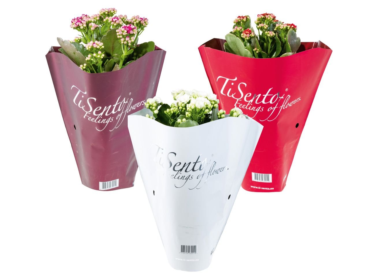 Kalanchoe di Natale