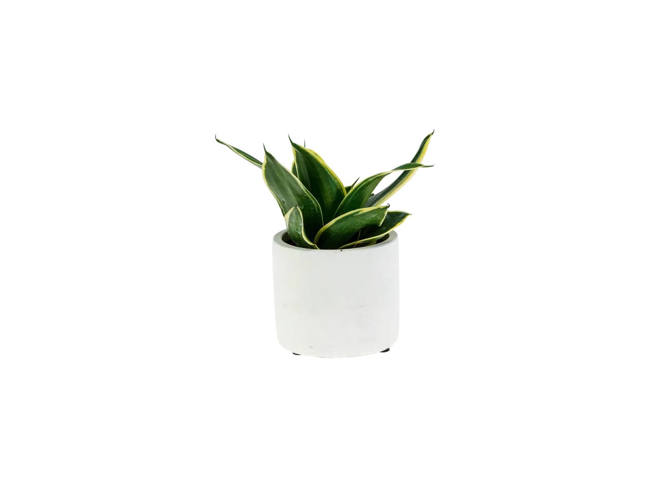 Piante Verdi "Easy Care"