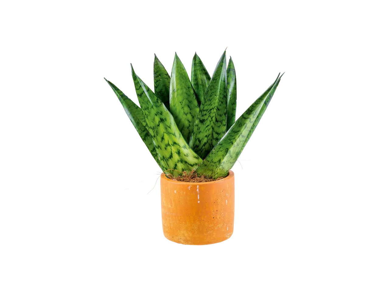 Piante Verdi "Easy Care"