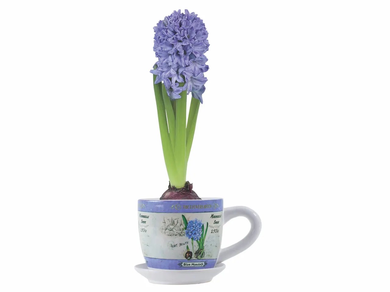 Giacinti in tazza
