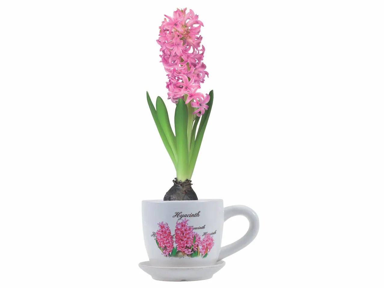 Giacinti in tazza