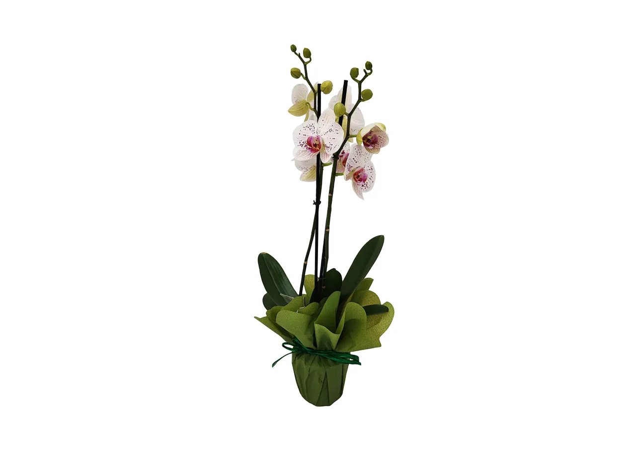 Phalaenopsis maxi, 2 steli