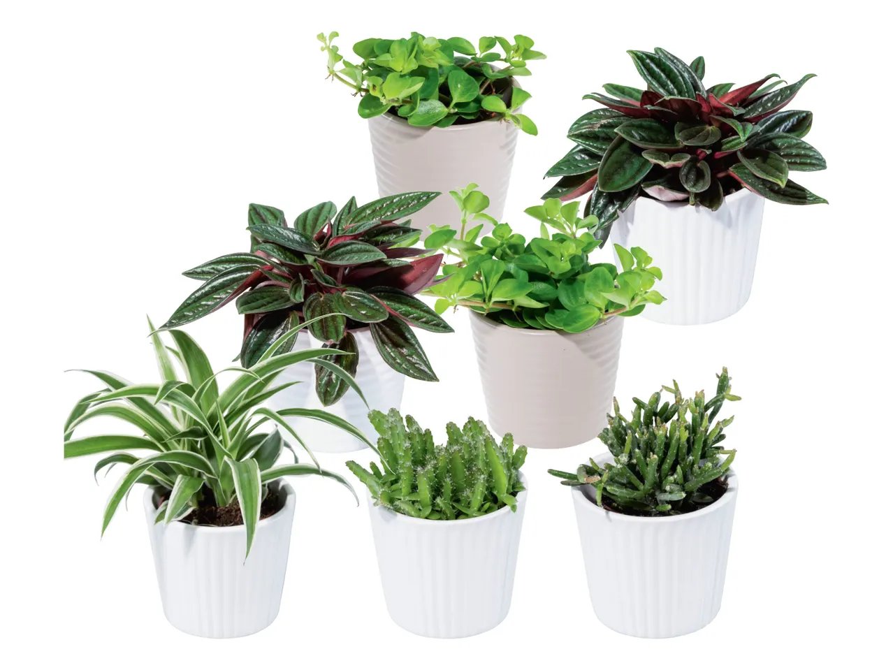 Mini succulente