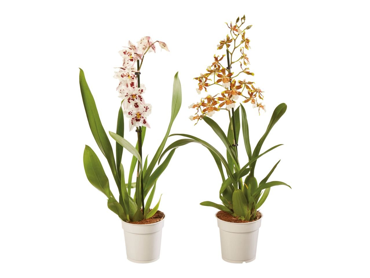 Orchidea 1 stelo
