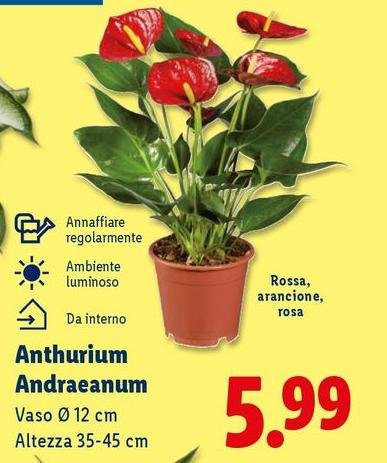 Anthurium Andraeanum