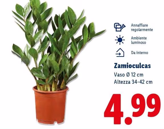 Zamioculcas