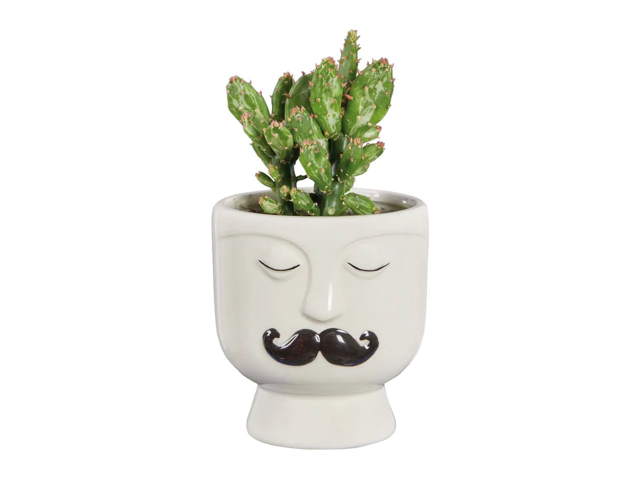 Succulente In Vaso Magnetico