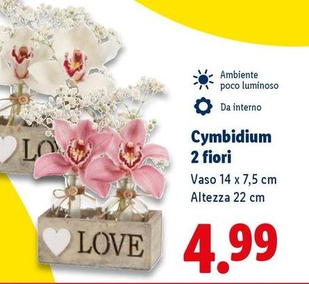 Cymbidium 2 Fiori