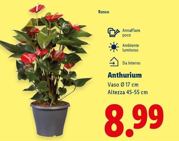 Anthurium