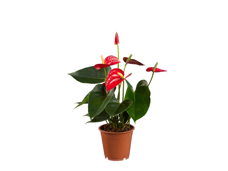 Anthurium