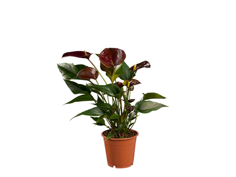 Anthurium