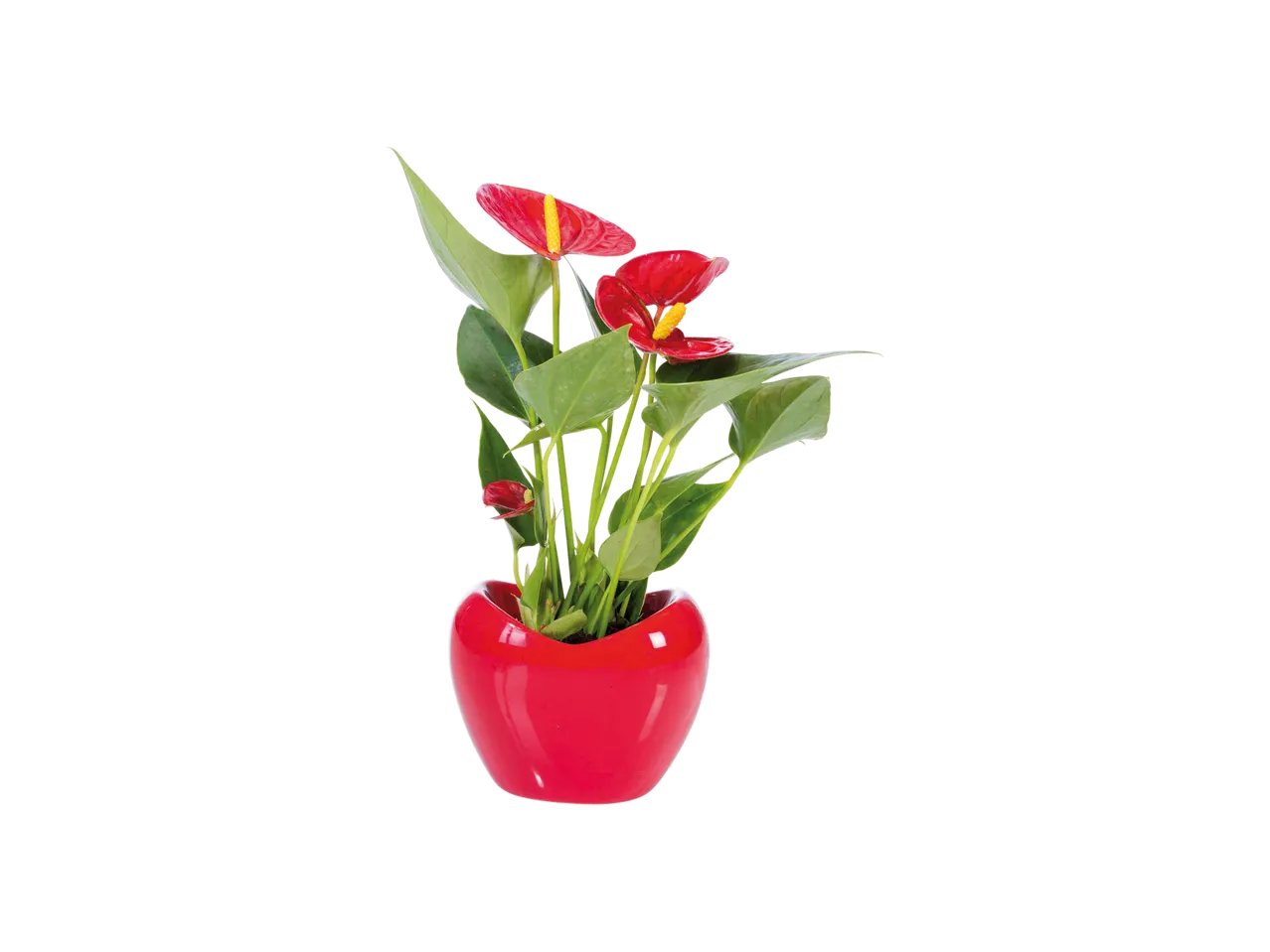 Anthurium
