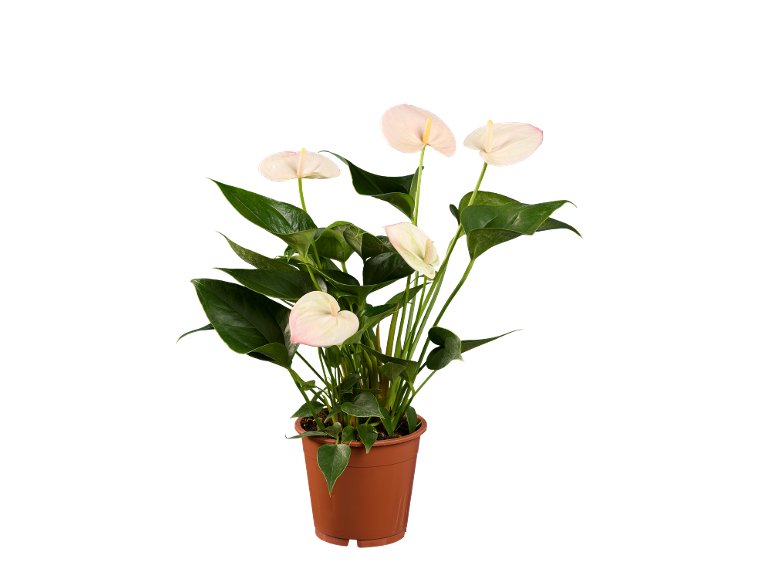 Anthurium