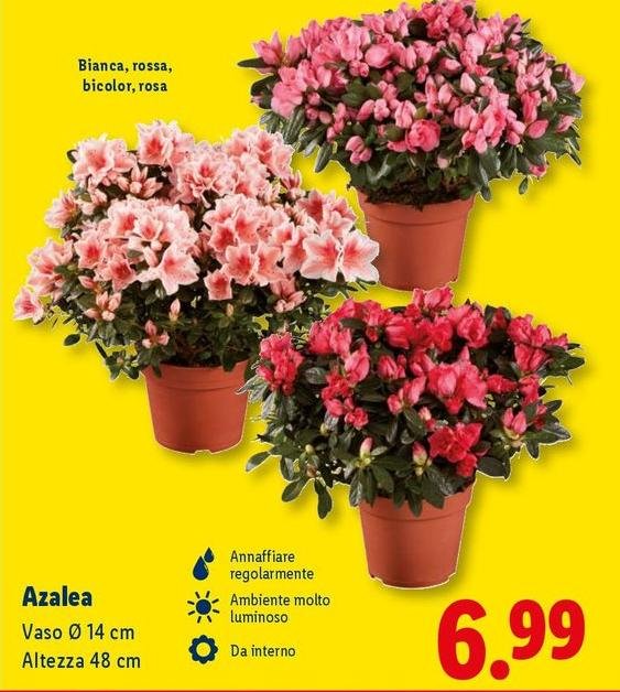 Azalea