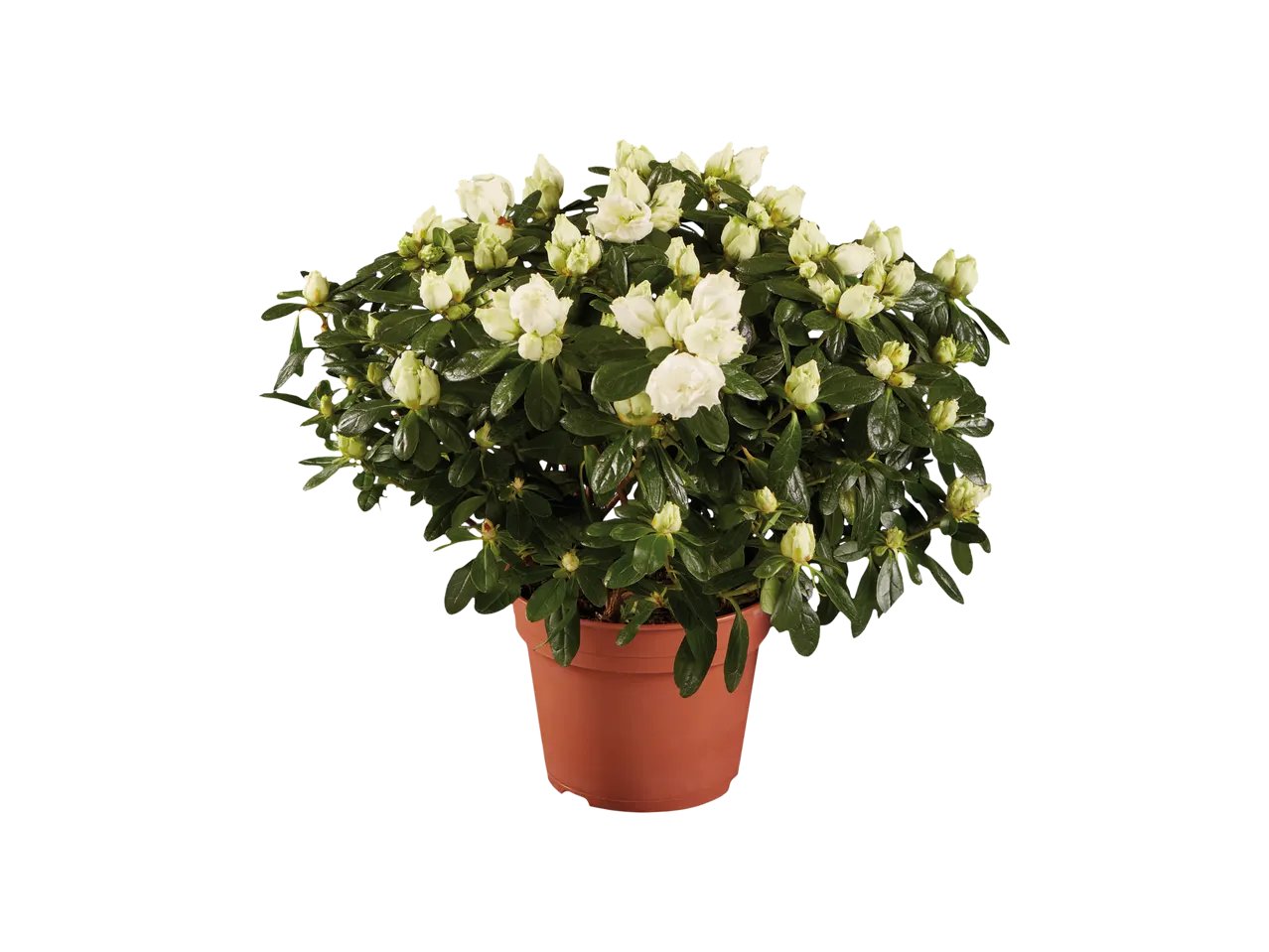 Azalea