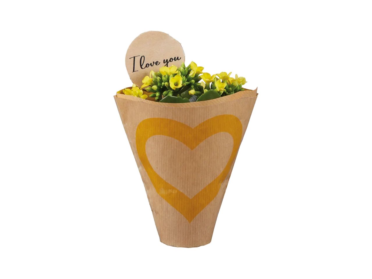Mini Kalanchoe “I love You”