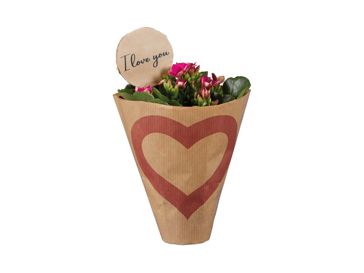 Mini Kalanchoe “I love You”