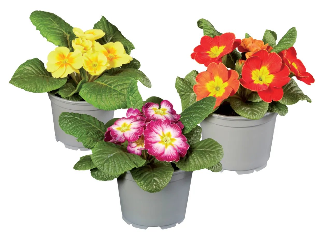 Primula