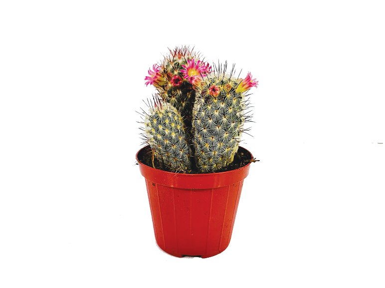 Mix Di Cactus