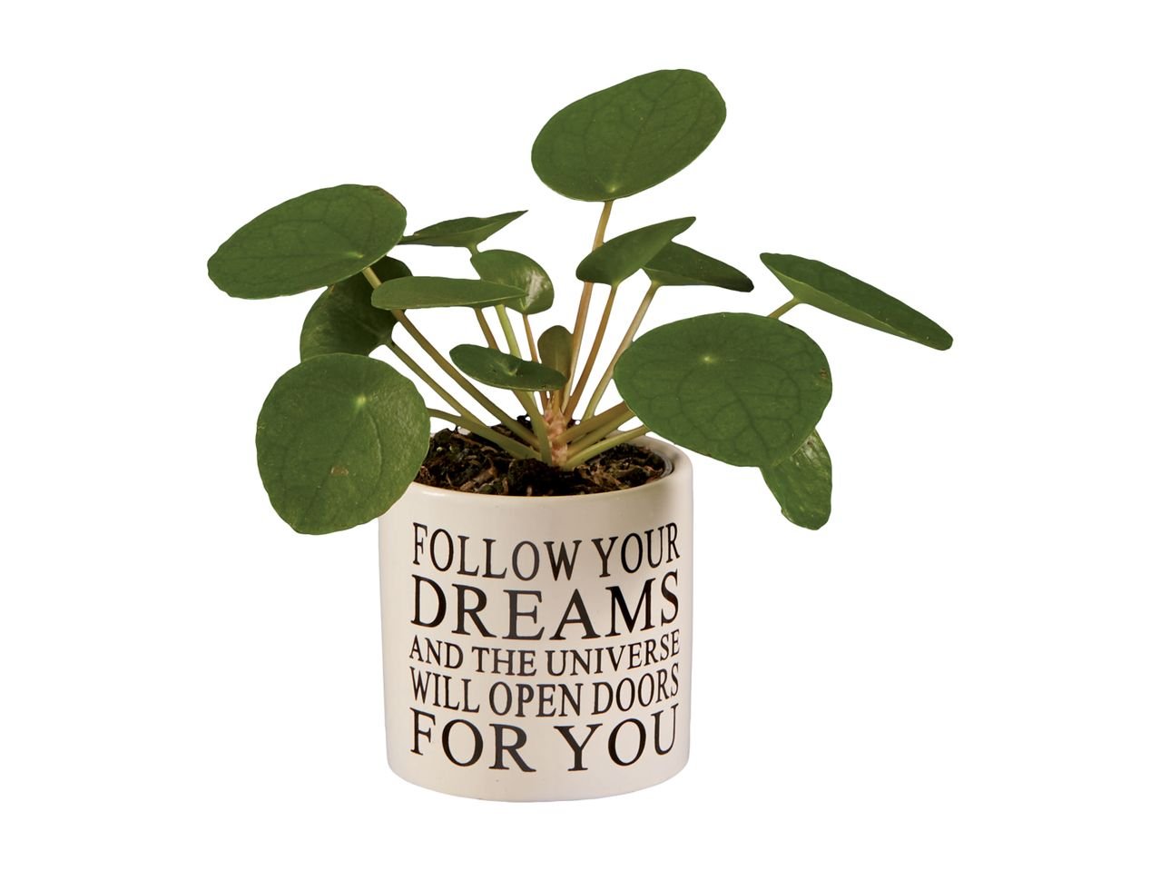 Pancake Pilea