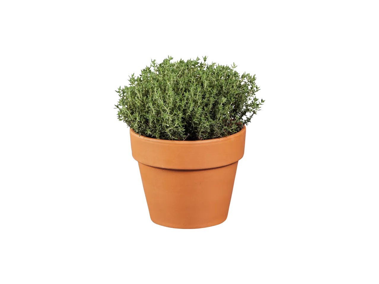 Piante aromatiche