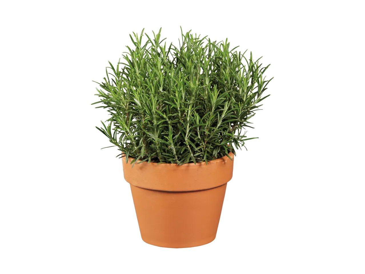 Piante aromatiche