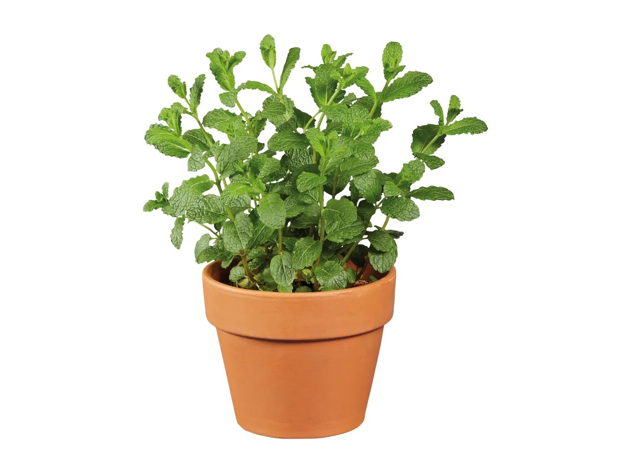 Piante aromatiche