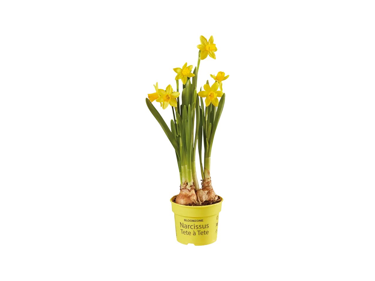 Narcisi