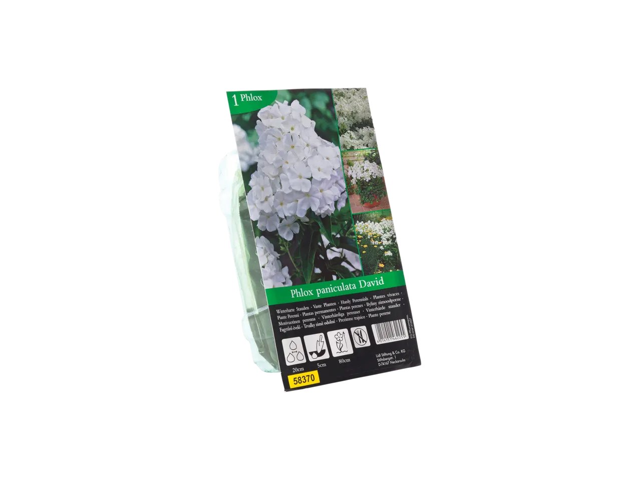 Bulbi da fiore perenni