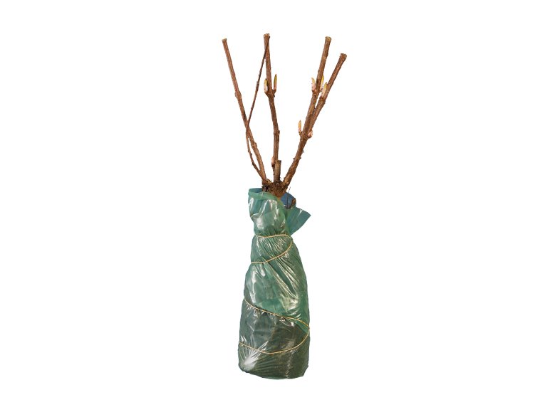 Arbusti ornamentali