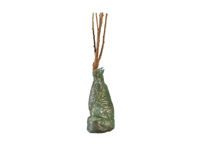 Arbusti ornamentali