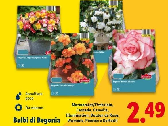 Bulbi Di Begonia
