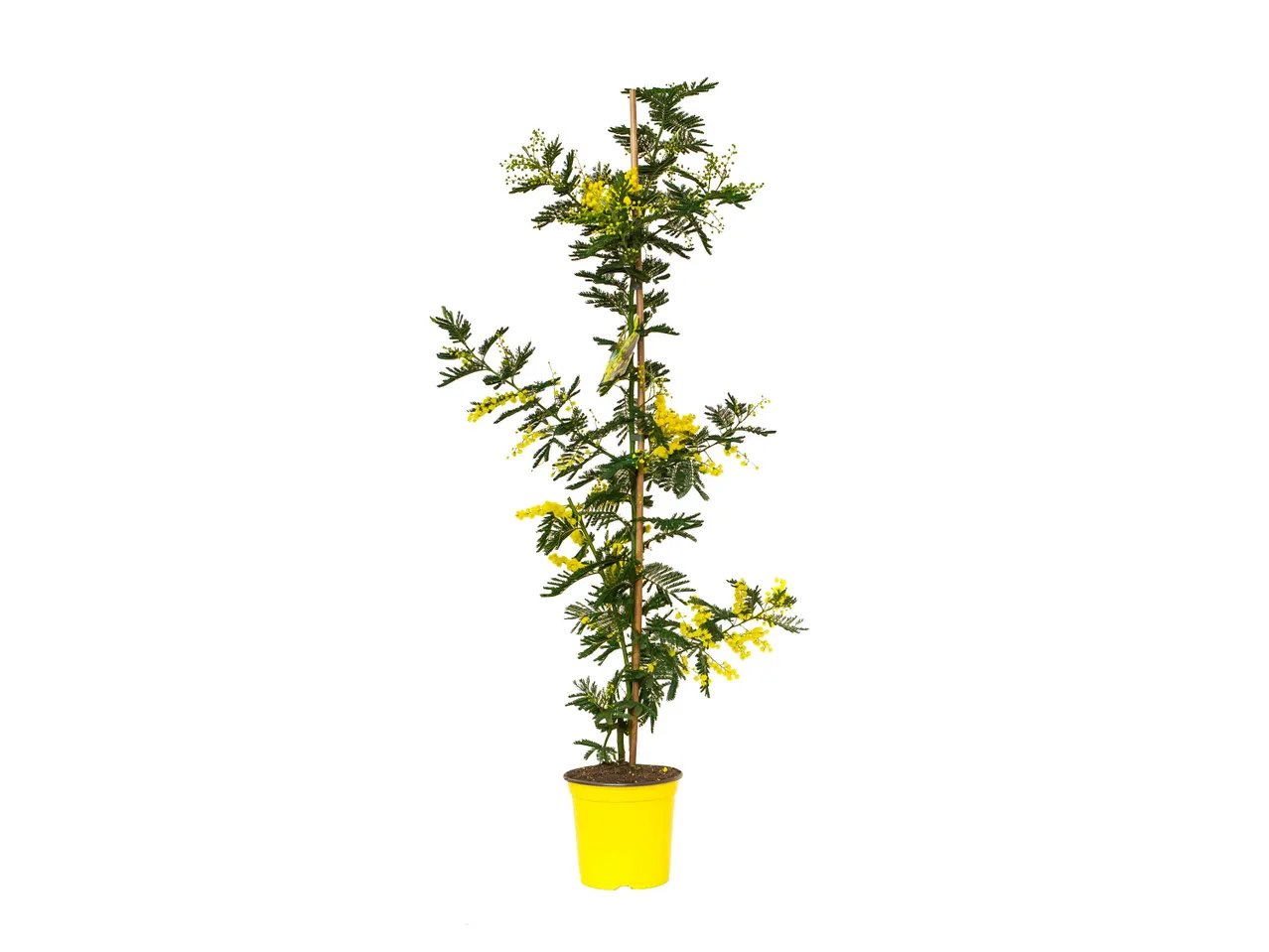 Albero di mimosa