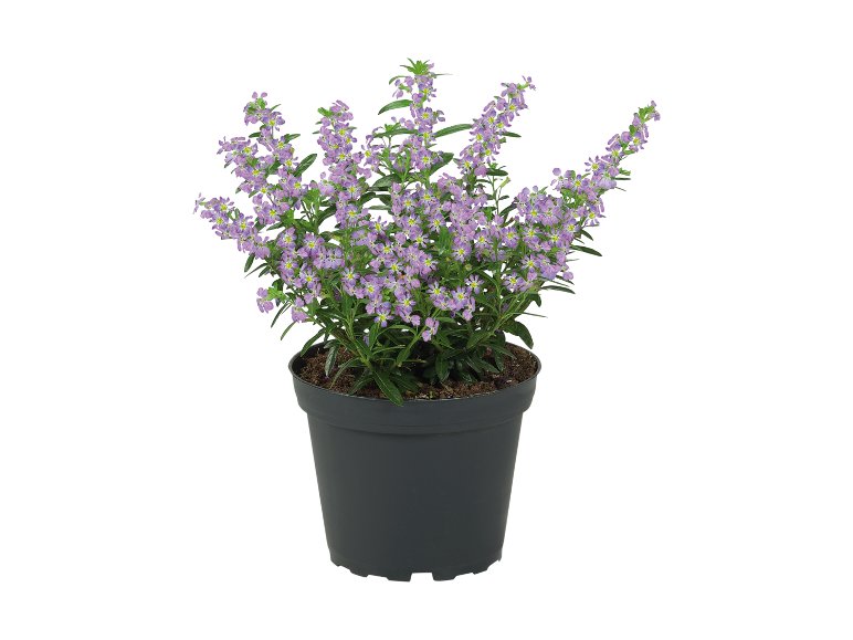 Piantine primaverili