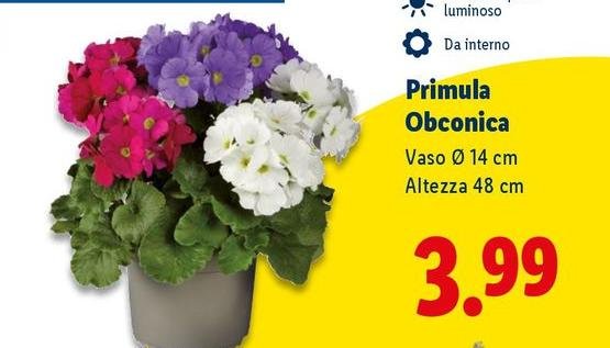 Primula Obconica