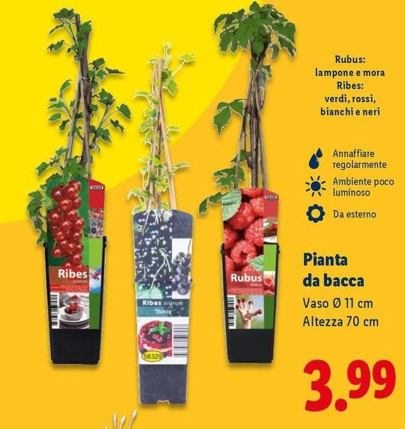 Pianta Da Bacca