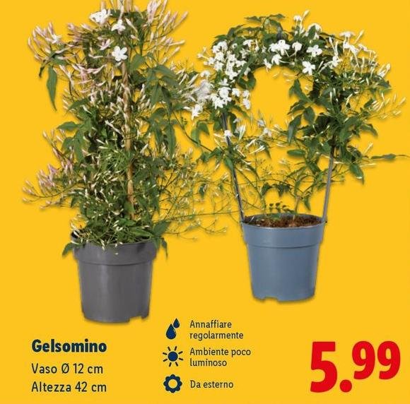 Gelsomino
