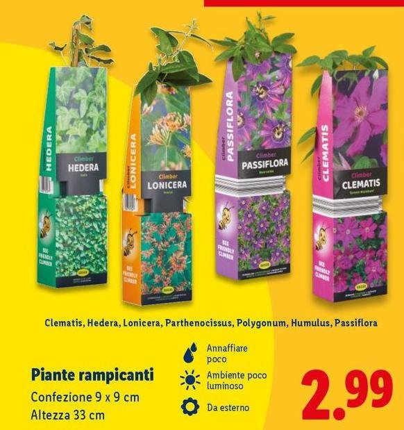 Piante Rampicanti