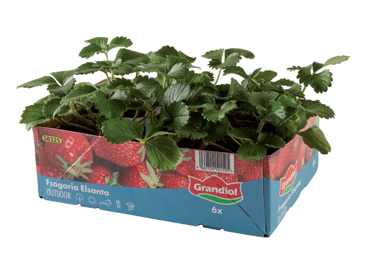 Piante di fragole