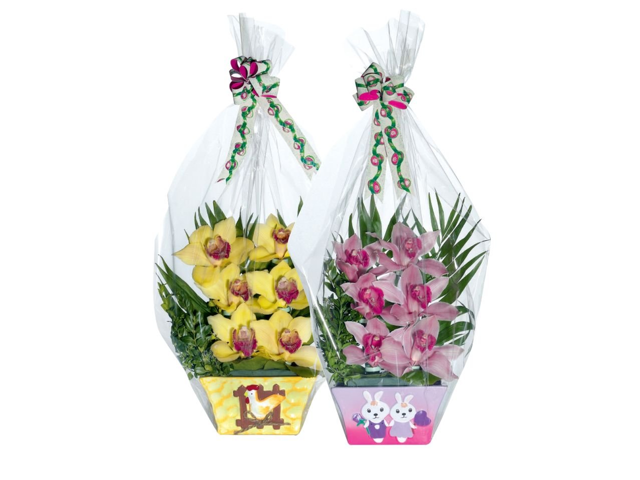 Cymbidium 6 fiori