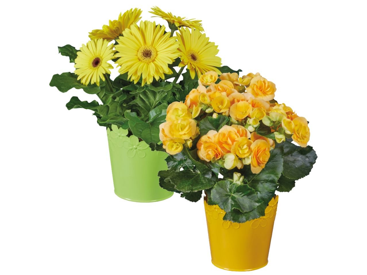 Piante fiorite in vaso