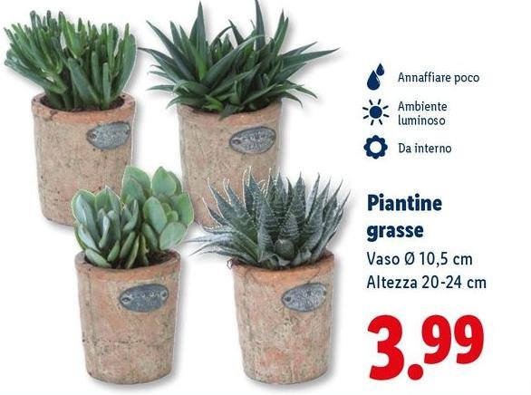 Piantine Grasse