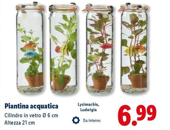 Piantina Acquatica