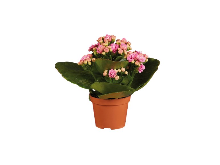 Mini Kalanchoe