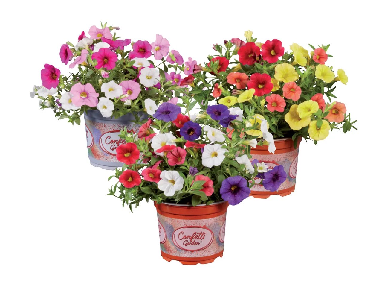 Calibrachoa trio
