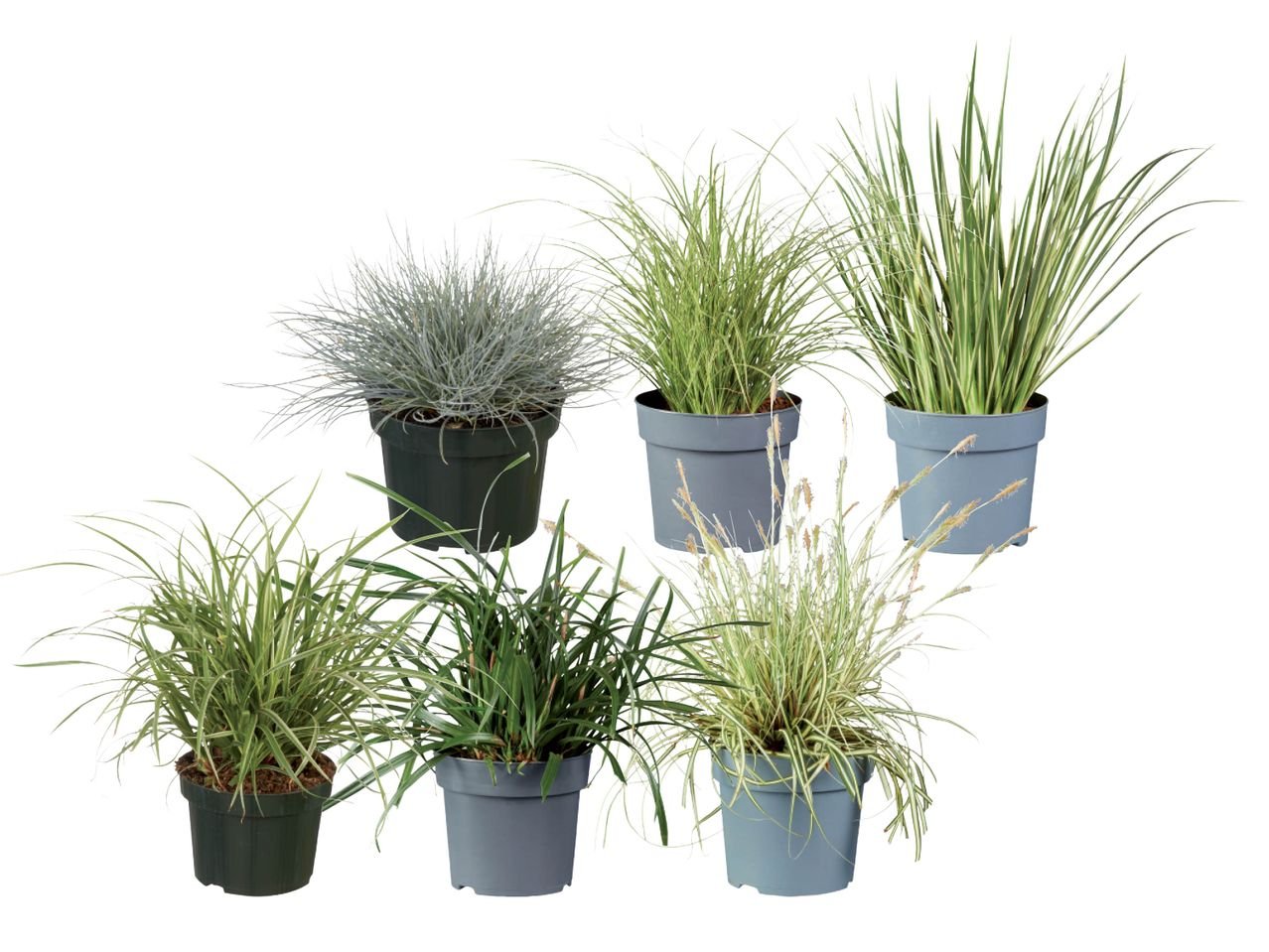 Erba ornamentale