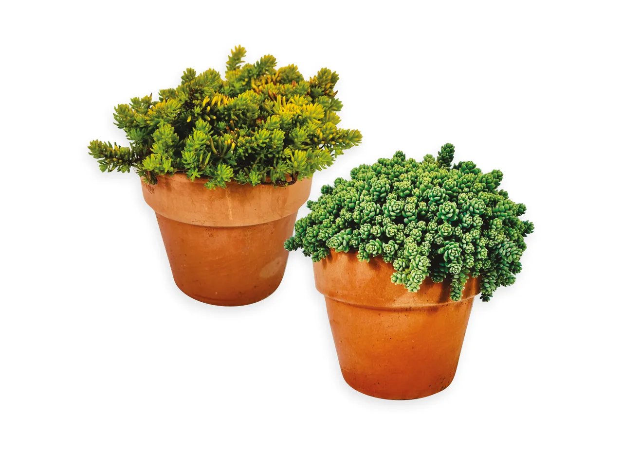 Sedum
