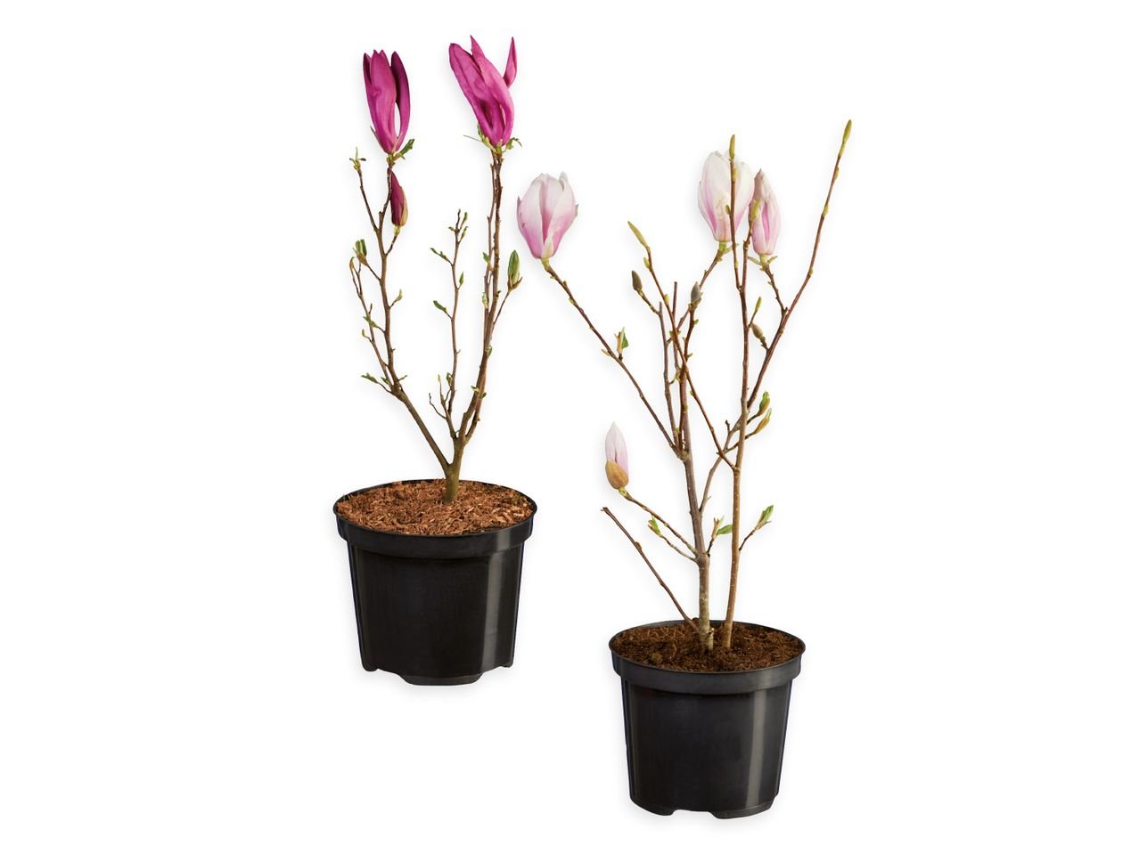 Magnolia
