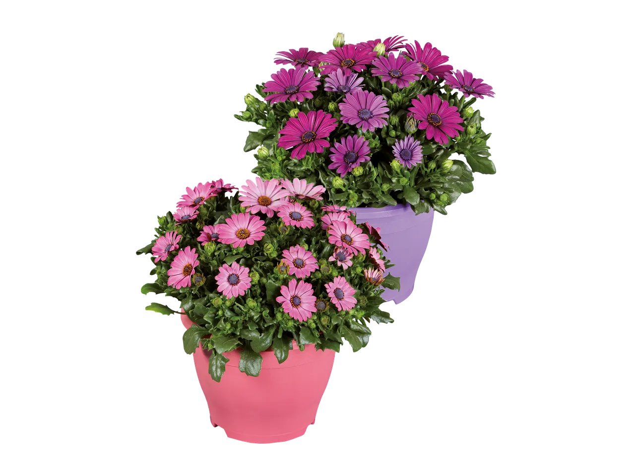 Osteospermum