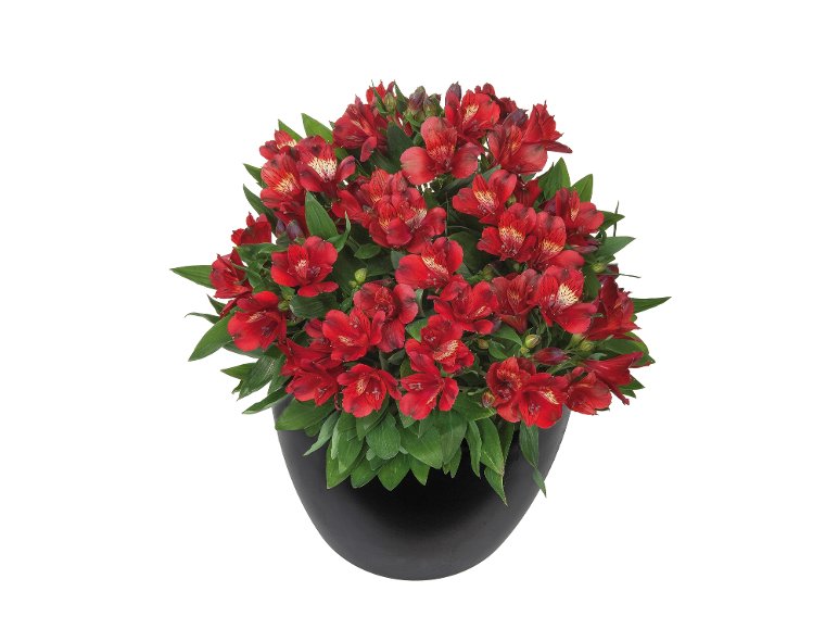 Alstroemeria